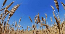  Կառավարությունը հաստատել է Հ Հ-ում աշնանացան ցորենի արտադրության խթանման պետական աջակցության ծրագիրը