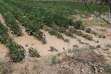 Հուլիսի 9-ի երեկոյան տեղացած կարկուտը և հորդառատ արձրևը վնասներ են հասցրել Մարմաշեն խոշորացված համայնքի Հացիկ, Շիրակ, Մարմաշեն, Վահրամաբերդ, Կապս բնակավայրերին