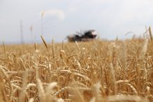 Հաստատվել է ՀՀ-ում աշնանացան ցորենի արտադրության խթանման 2021 թվականի պետական աջակցության ծրագիրը