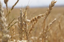 Աշնանացան ցորենի ցանքատարածությունների գումարների փոխհատուցման գործընթացն Արթիկի տարածաշրջանի շահառուների համար արդեն մեկնարկել է