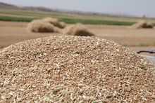 Արթիկի տարածաշրջանի շահառուների երկրորդ խմբի համար մեկնարկել է աշնանացան ցորենի ցանքատարածությունների գումարների փոխհատուցման գործընթացը
